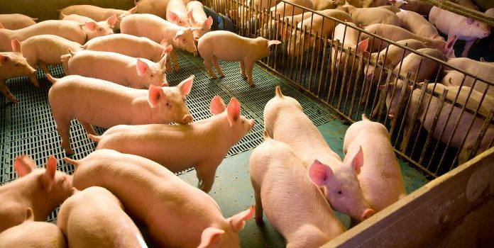PorkExpo 2016:Avanço da suinocultura nacional ainda esbarra na falta de conhecimento dos consumidores