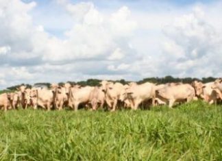 Licenciamento ambiental para atividade agropecuária é inviável e burocratiza setor