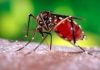 Toda sexta-feira será o dia de combate ao Aedes aegypti