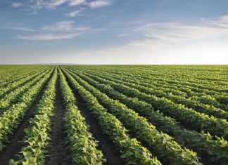 Soja dobra produção e contribui para aumentar a colheita de grãos em 47,5% no Maranhão
