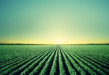 IBGE e Conab fazem reunião para avaliar safra de grãos em Balsas