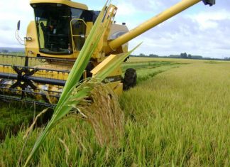 Produção de arroz no Maranhão cai para apenas 174 mil toneladas, segundo Conab