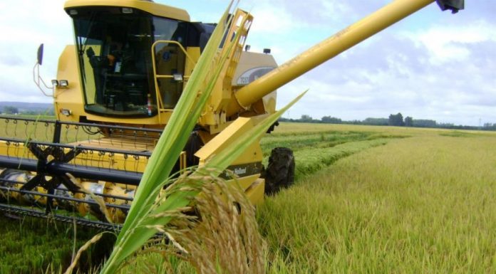 Produção de arroz no Maranhão cai para apenas 174 mil toneladas, segundo Conab