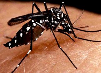 Maranhão recebe mais de R$ 8,1 milhões do governo federal para combater Aedes Aegypti