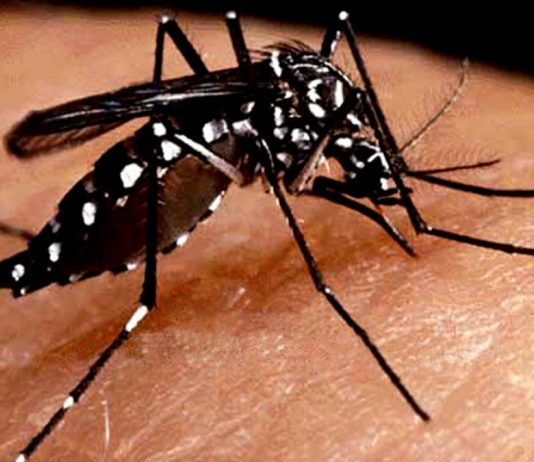 Maranhão recebe mais de R$ 8,1 milhões do governo federal para combater Aedes Aegypti