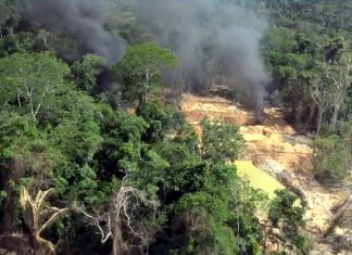 Área intacta da paisagem florestal mundial caiu mais de 7% em 13 anos