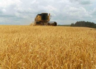 Safra agrícola no Maranhão terá aumento de 90,2 por cento