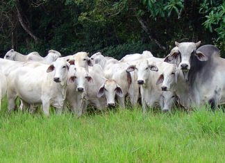 Ministério da Agricultura atende solicitação do Governo do Maranhão e altera regime de vacinação contra aftosa no Nordeste