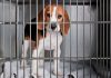 Proibição do uso de animais em testes de cosméticos é tema de debate na CMA