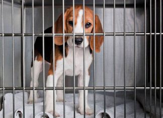 Proibição do uso de animais em testes de cosméticos é tema de debate na CMA