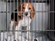 Proibição do uso de animais em testes de cosméticos é tema de debate na CMA
