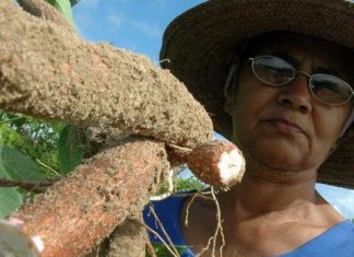 Encontro da Sead com mulheres rurais no Maranhão e no Pará