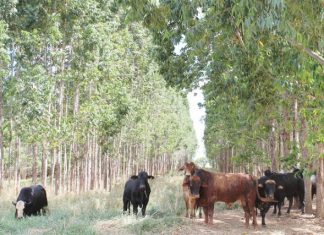 Dia de Campo – 02 de Junho em São Raimundo das Mangabeiras – O tema é Integração Lavoura-Pecuária-Floresta
