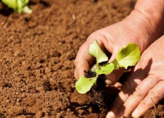 Um sistema de crédito para ajudar o agricultor ter a própria terra
