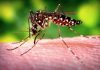 ZIKA Governo declara fim de emergência nacional pelo vírus zika