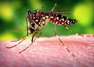 ZIKA Governo declara fim de emergência nacional pelo vírus zika