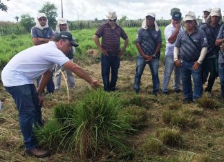 Governo realiza dia de campo de Integração Lavoura-Pecuária-Floresta na região de Santa Inês