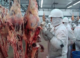 Pesquisa IBGE diz que abates de bovinos no Maranhão caíram 6,6% no primeiro trimestre