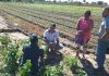 Agropolo Rio Balsas: agricultores recebem biofertilizantes e sementes de hortaliças