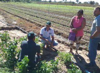 Agropolo Rio Balsas: agricultores recebem biofertilizantes e sementes de hortaliças