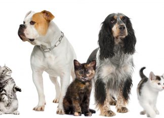 O vantajoso mercado de pets no mundo e no Brasil