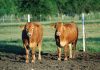 Grupo Origine apresenta investimentos no Maranhão no Itinga AgroShow