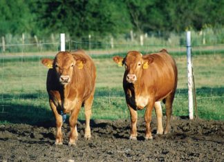 Grupo Origine apresenta investimentos no Maranhão no Itinga AgroShow