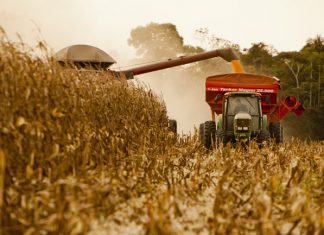 IBGE prevê queda de 9,2% na safra de cerais para o ano que vem