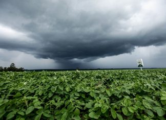 Chuvas elevam previsão da safra deste ano em 2,2%
