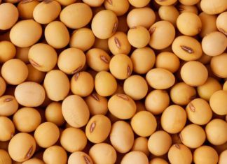 Balsas, um dos principais polos do agronegócio do país, pode ter maior destaque na economia Brasileira