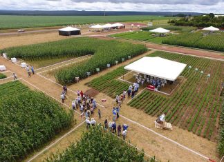 Nova linha de fertilizantes biológicos é apresentada em evento com produtores de grãos