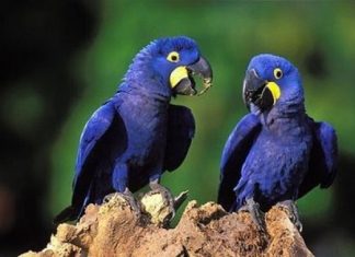 Meio Ambiente debate novo Marco Legal para manejo da fauna