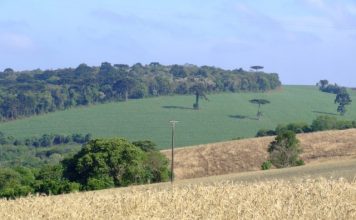 Começa nesta segunda, 13/08, prazo para entrega do Imposto Rural