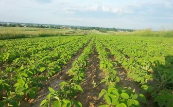 Agroconsult revisa estimativa da safra de soja do Brasil para 116,4 mi t