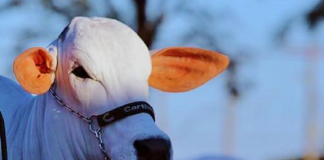 Imperatriz recebe exposição oficial do Ranking Nacional Nelore