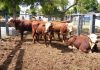 Braford marca, pela primeira vez, presença em feira no Maranhão