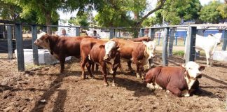 Braford marca, pela primeira vez, presença em feira no Maranhão