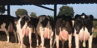 Tripanosomose: um mal que pode ser combatido com descarte zero para o leite