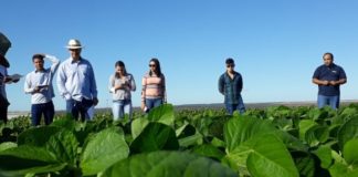 Momento de selecionar cultivares