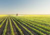 Perspectivas para o agro são boas, diz presidente do CCAS