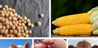 Agropecuária é destaque no PIB e cresce mesmo com Coronavírus