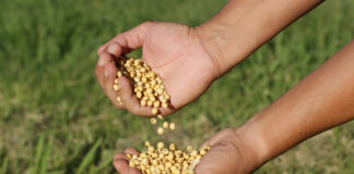 Atenção Balsas – Classificadores de grãos tem oportunidade de vagas em renomada empresa do agro