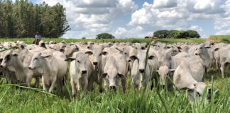 Pecuária 4.0: inteligência artificial auxilia na produtividade de pastagens no Maranhão