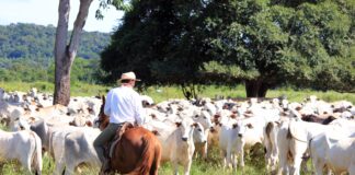 Doenças infecciosas comprometem desempenho dos bovinos e aumentam custos de produção