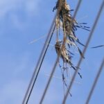 Maranhão já registra mais de 400 ocorrências envolvendo pipas na rede elétrica em 2021