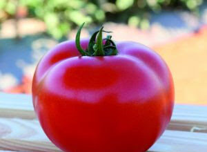 Pesquisas regionais avaliam novos híbridos de tomate visando atender às necessidades do produtor