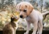 Número de animais de companhia nos lares brasileiros aumenta cerca de 30% durante a pandemia, analisa pesquisa Radar Pet 2021