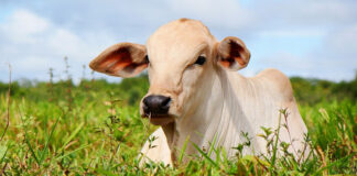 Banco do Nordeste amplia em 20% limite de financiamento para agricultores familiares