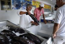 Doença “urina preta” pode estar relacionada a consumo de frutos do mar