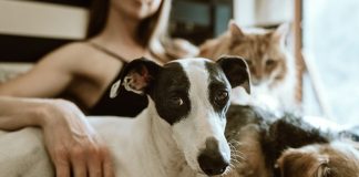 Digitalização do mercado pet deve seguir em alta mesmo após a pandemia